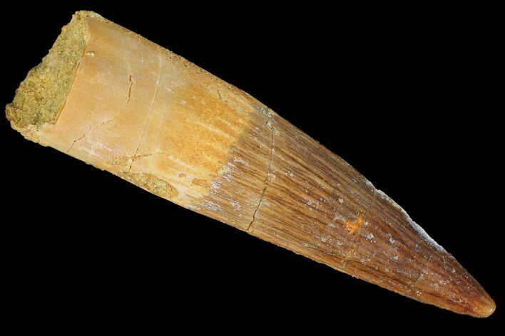 Real Spinosaurus Tooth - Nice Tip #105674
